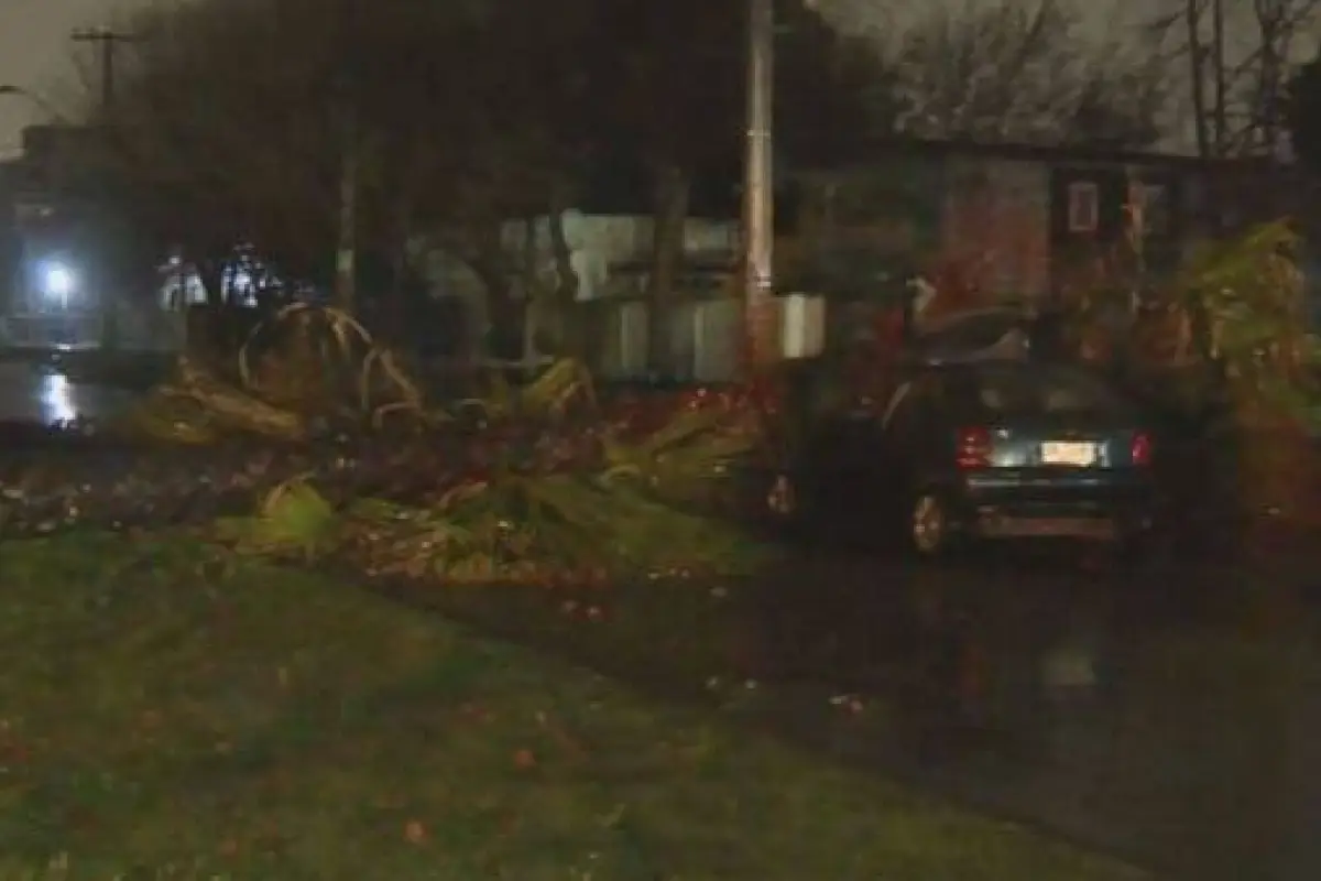 Hombre muere tras caída de palmera , Redes sociales