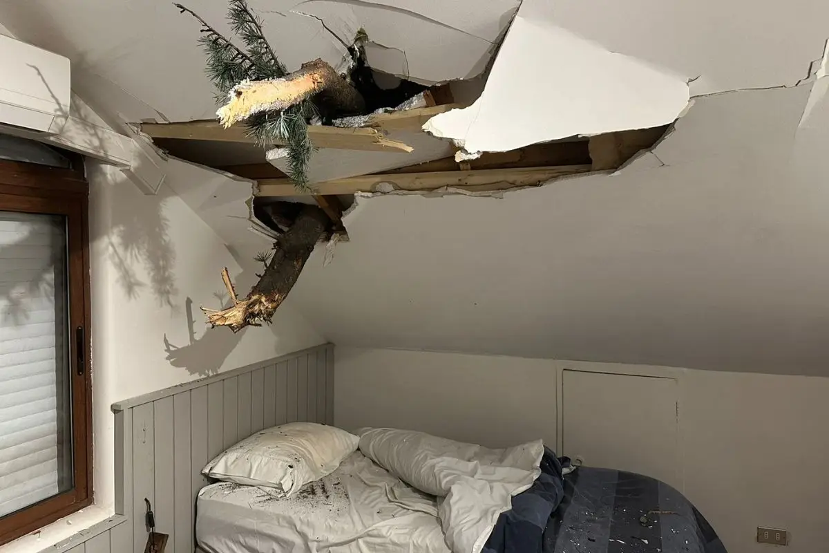 El árbol cayó a centímetros de su cama, Twitter