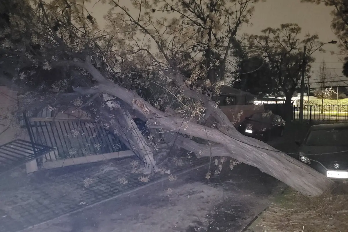 Caída de árbol por sistema frontal , Redes sociales (Referencial)