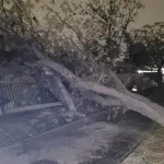 Caída de árbol por sistema frontal , Redes sociales (Referencial)