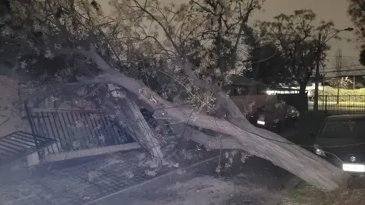 Caída de árbol por sistema frontal , Redes sociales (Referencial)