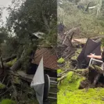 Árbol cayó sobre la casa de Quique Neira , Captura de redes sociales