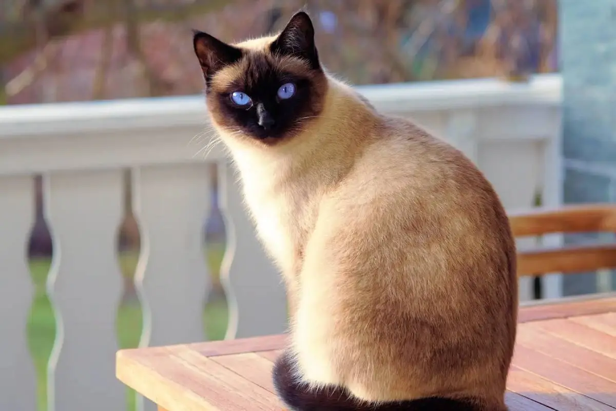 Mes de los gatos, Redes Sociales