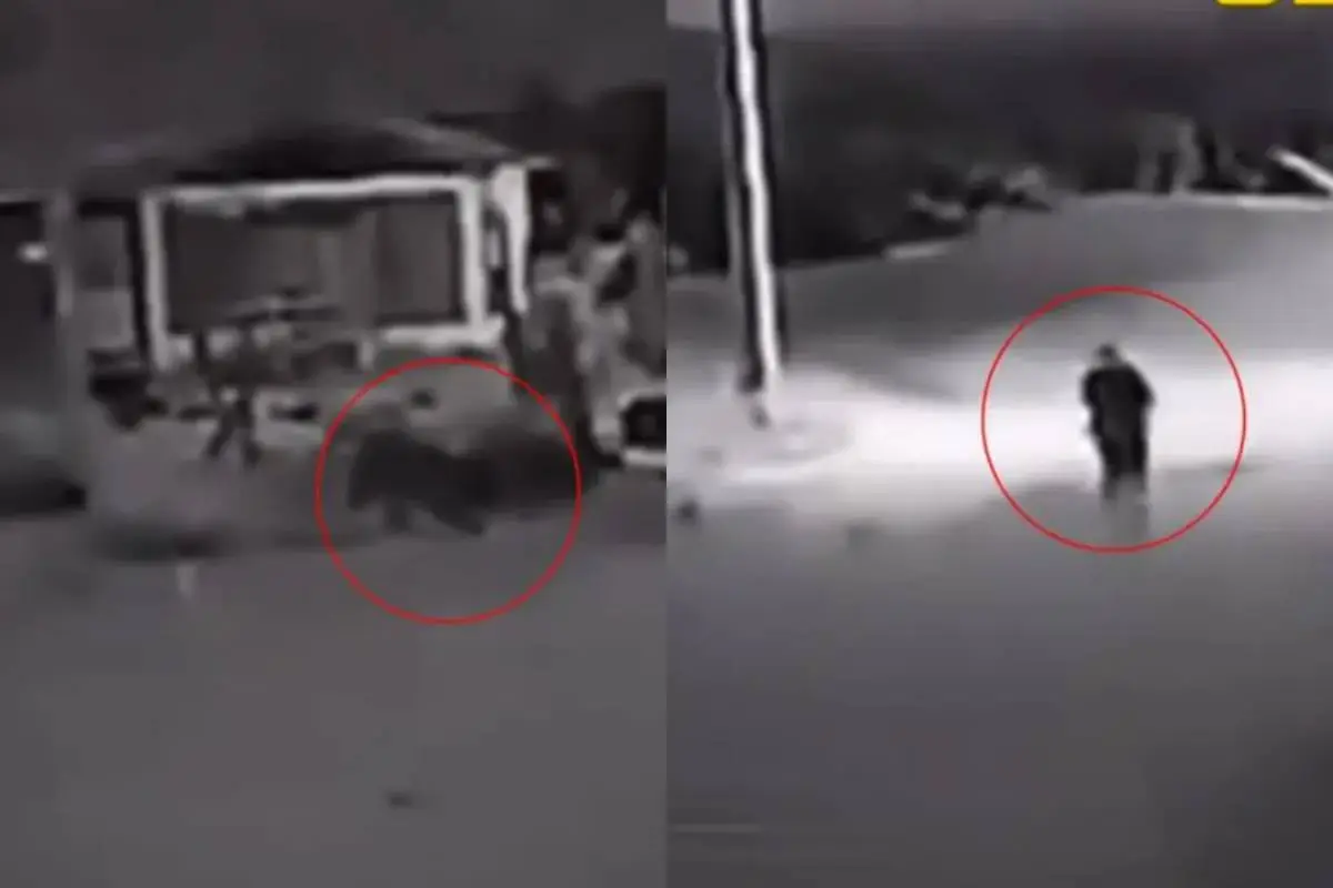 Video de perro ''transformándose'' en humano, Captura de redes sociales