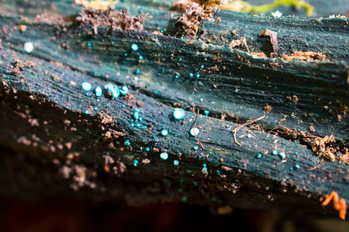 La utilización de los hongos, Cedida