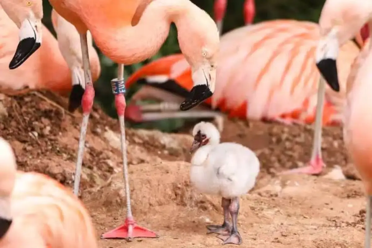 Arthur y Curtis junto a su cria, Paignton Zoo