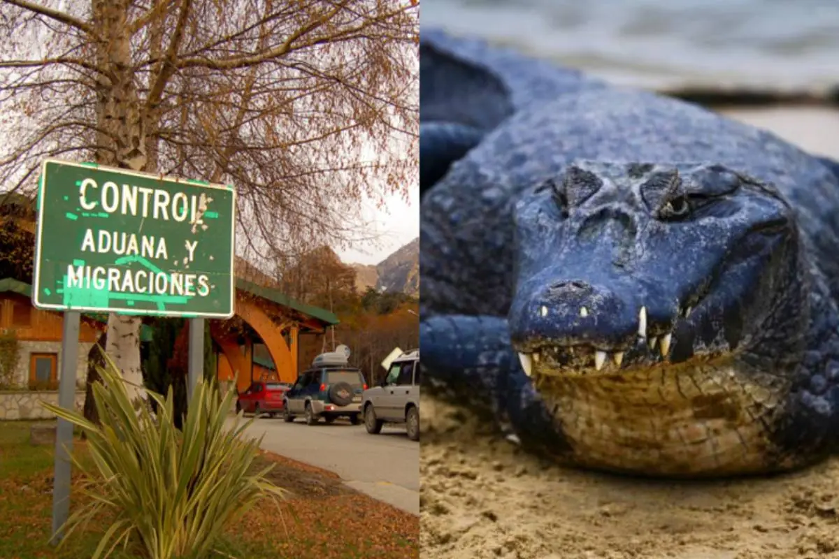 Encuentran cabeza de caimán en mochila de turista estadounidense, Redes sociales