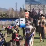 Caballo hirió a cinco personas en Requinoa , Captura de redes sociales