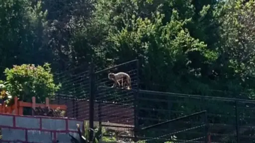 Mono en Quilpué, Captura de pantalla