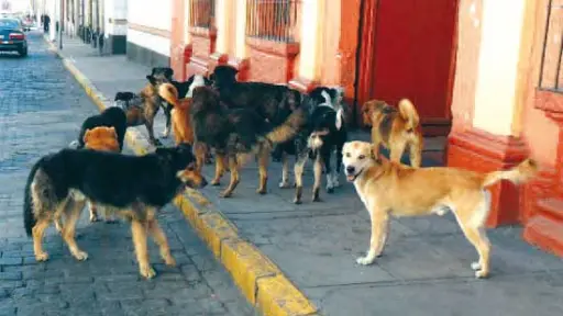 Muere hombre acusado de violar a sus perros en Valparaíso, Redes sociales | Referencial