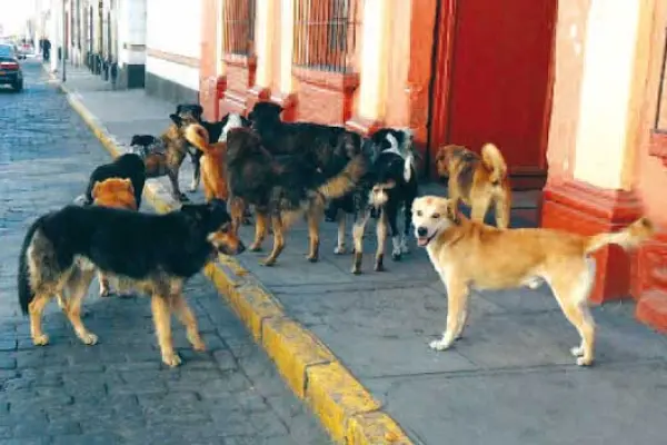 Muere hombre acusado de violar a sus perros en Valparaíso ,Redes sociales | Referencial