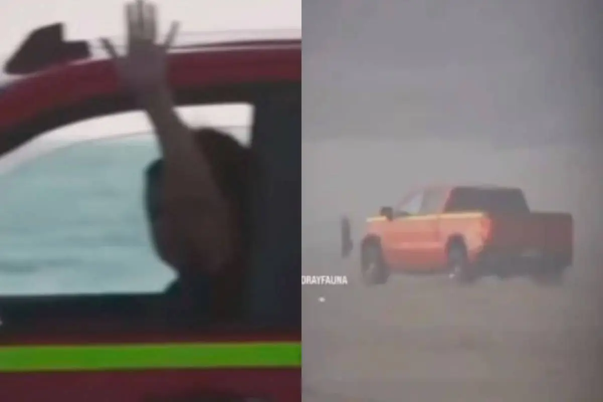 Sujeto atropellando aves en playa de Ritoque , Redes sociales | X