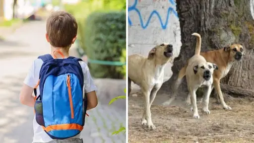 Niño de 3 años atacado por perro en Collipulli, Redes Sociales