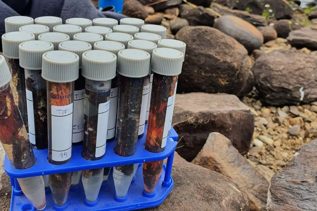 Descubrimiento y análisis en Chiloé, Cedida