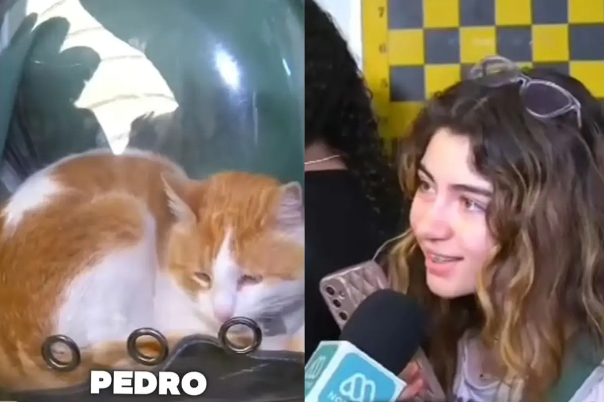 El gato Pedro Carcuro saltó a la fama, Captura