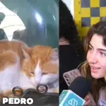 El gato \Pedro Carcuro\ saltó a la fama, Captura