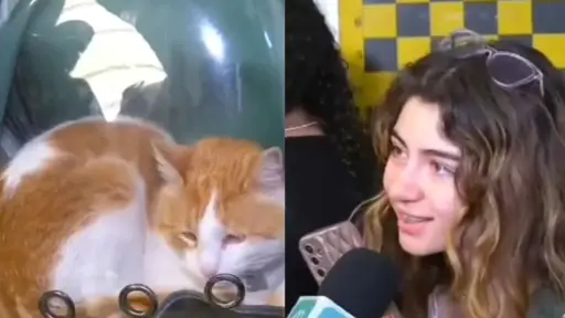 El gato Pedro Carcuro saltó a la fama, Captura