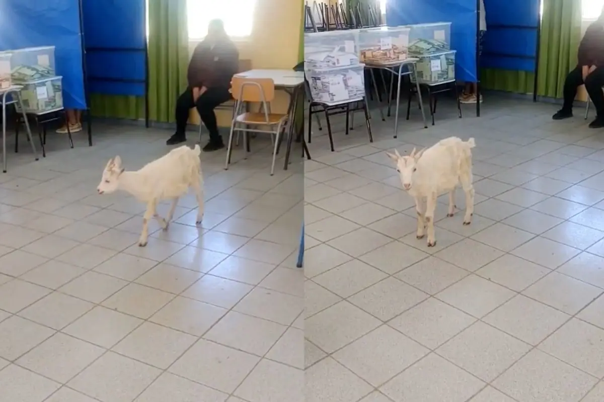 El chivo también quiso participar de las elecciones, Captura de pantalla