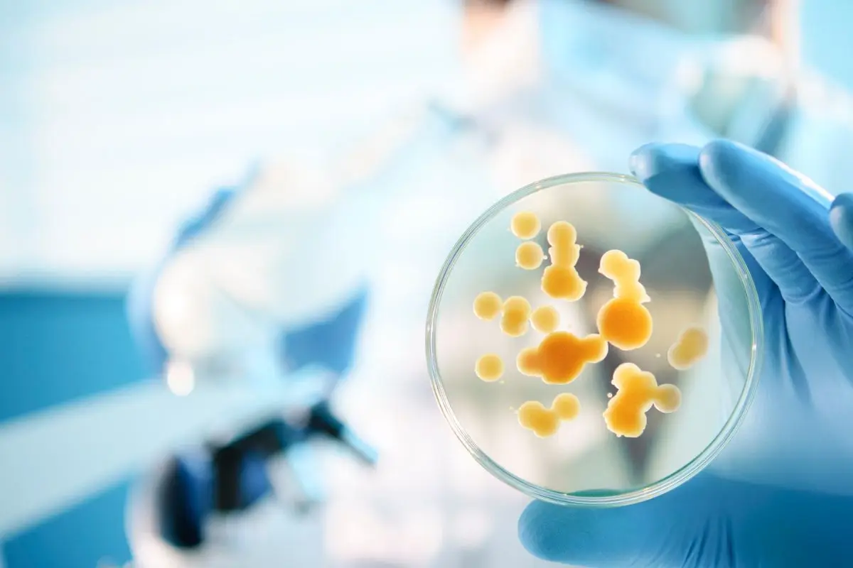 Científicos destacan el potencial de un hongo para transformar desperdicios, Cedida