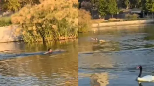 Insólita escena en laguna del Parque Bicentenario, Captura