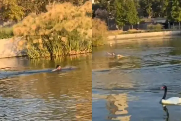 Insólita escena en laguna del Parque Bicentenario ,Captura