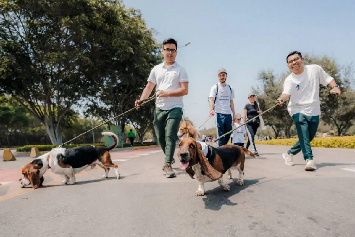 Corrida de perritos en Lo Barnechea , Cedida