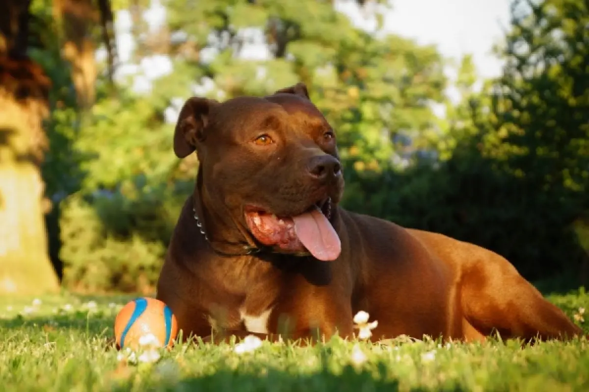 Casas en San Bernardo, Cedida