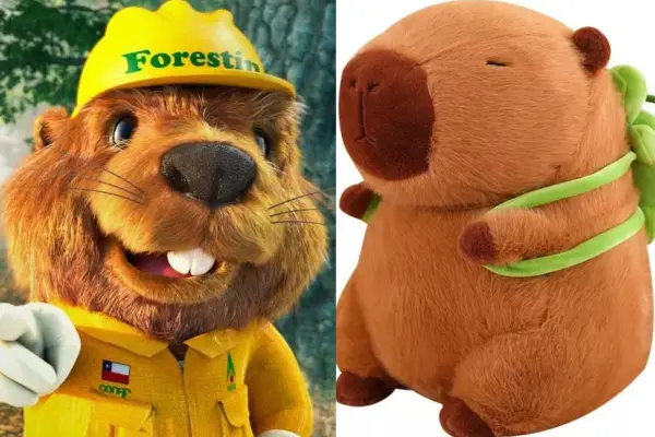 El coipo chileno es familiar de los capibara ,Captura