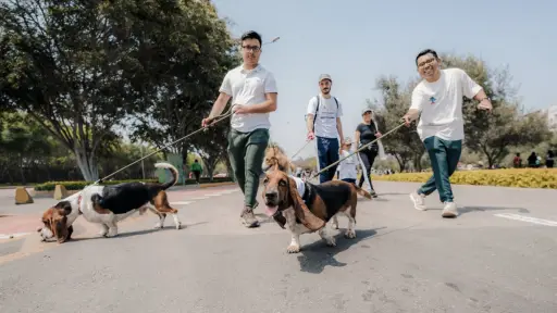 Corrida con perritos , Cedida