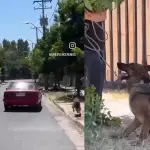 El perrito pudo ser rescatado por vecinos, Captura