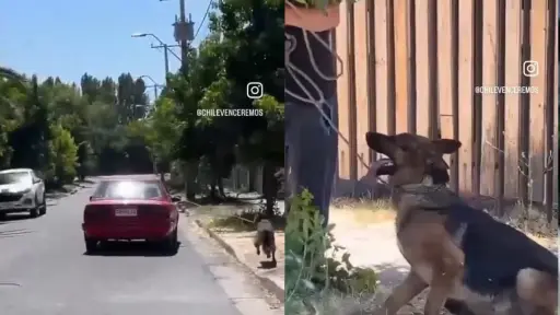 El perrito pudo ser rescatado por vecinos, Captura