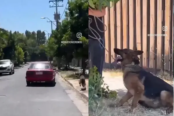 El perrito pudo ser rescatado por vecinos ,Captura