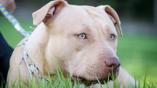 La raza pitbull es una de las más agresivas, Cedida