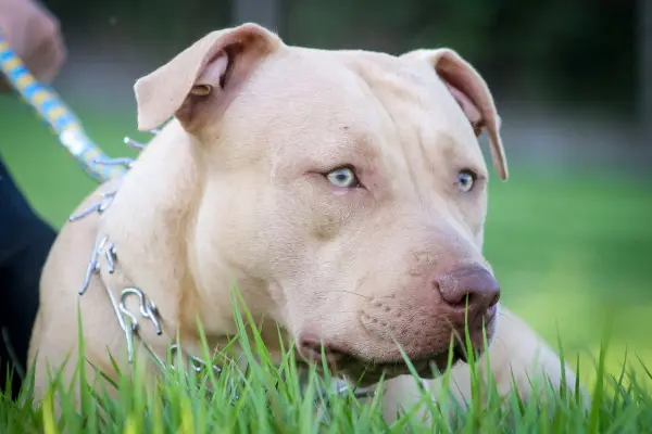 La raza pitbull es una de las más agresivas ,Cedida