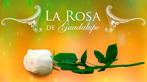 La rosa de Guadalupe , Redes sociales 