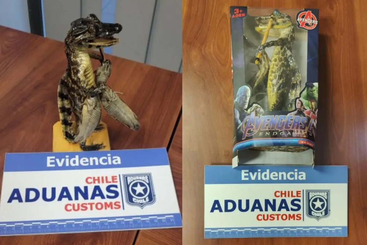 Yacaré al interior de la caja de un juguete, Twitter