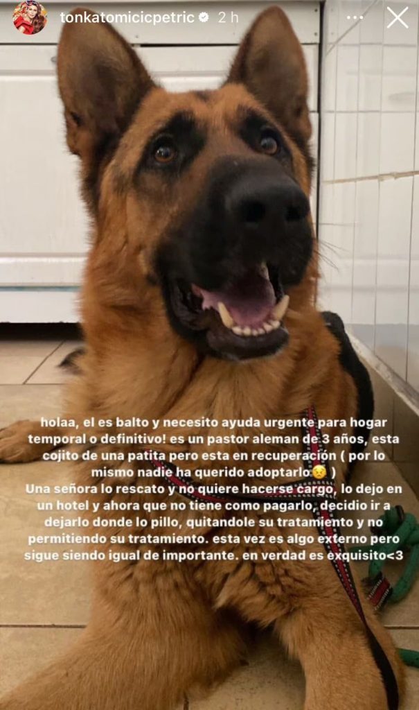 Tonka Tomicic necesita ayuda para encontrar un hogar a perro rescatado - Instagram | Tonka Tomicic