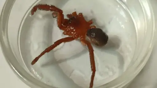 Descubrimiento de nueva especie de araña en Talca, Redes sociales | X