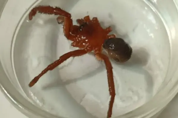 Descubrimiento de nueva especie de araña en Talca ,Redes sociales | X