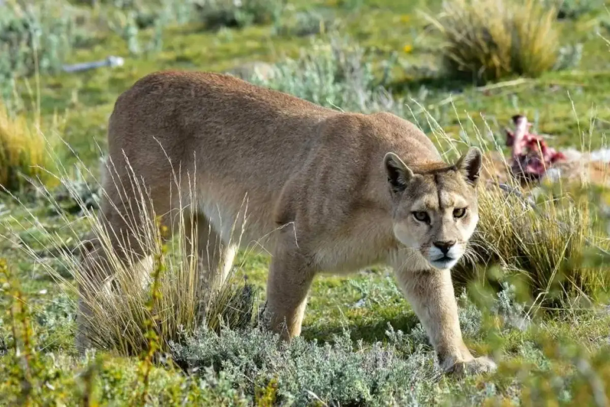 Presencia de puma en Lo Barnechea , Redes sociales | Referencial