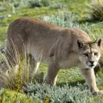 Presencia de puma en Lo Barnechea , Redes sociales | Referencial