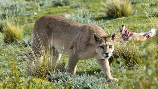 Presencia de puma en Lo Barnechea , Redes sociales | Referencial