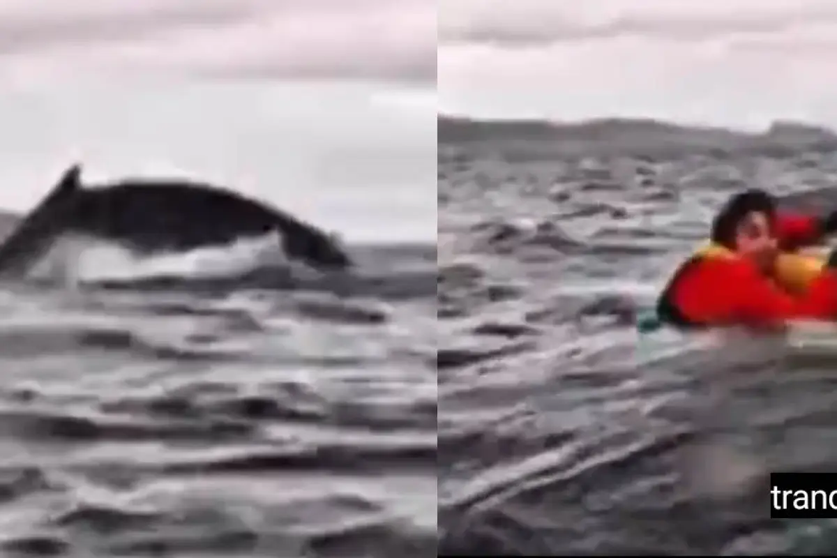 Joven es tragado y escupido por una ballena , Redes sociales 