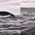 Joven es tragado y escupido por una ballena , Redes sociales 