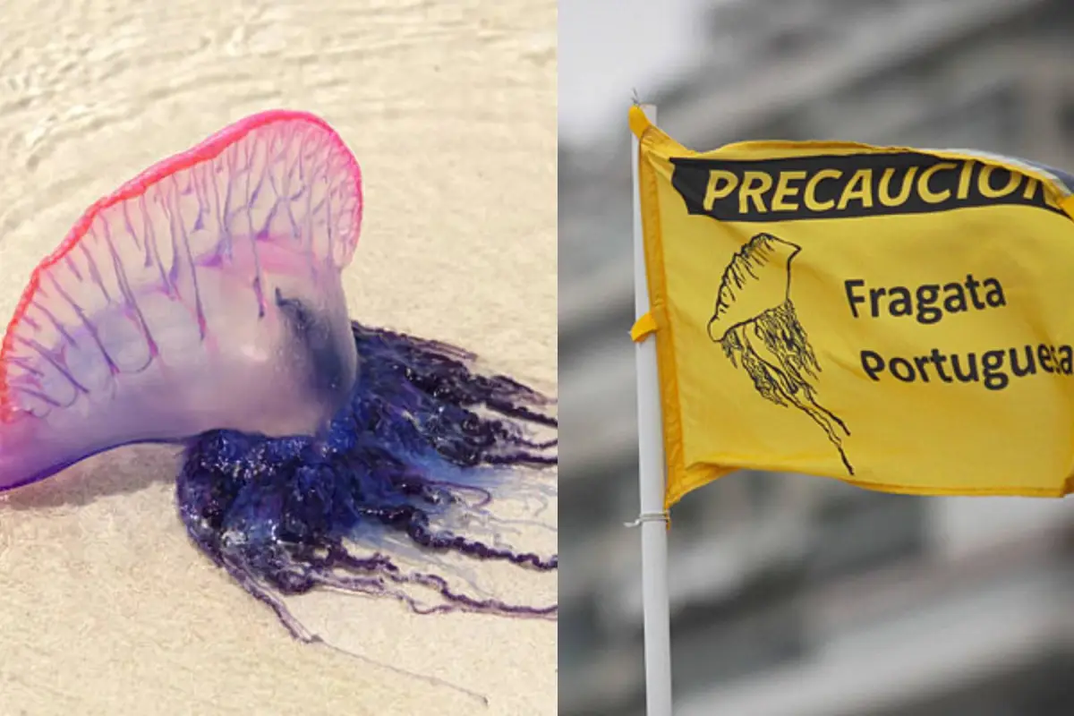 Fragata Portuguesa, Redes Sociales