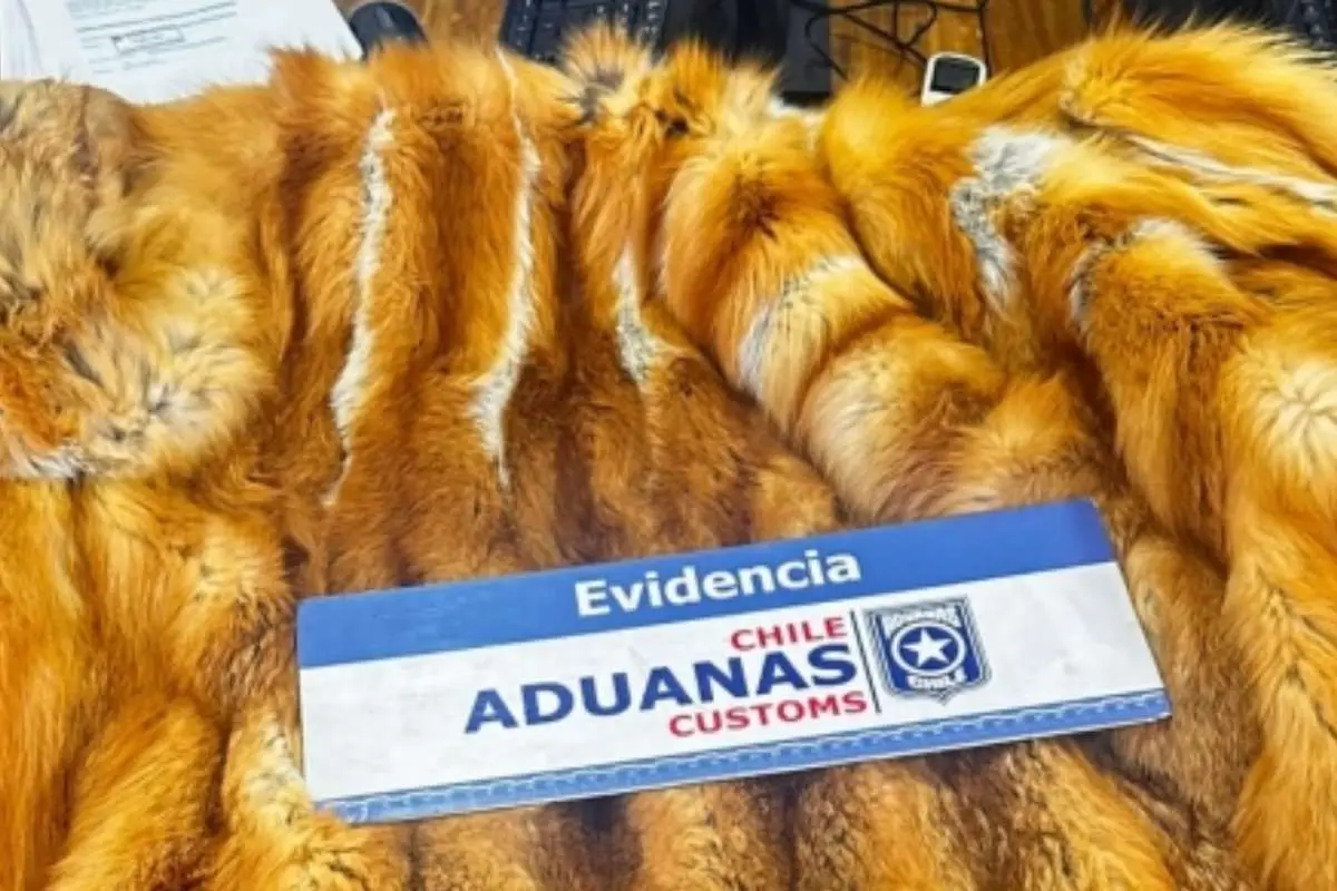 Parte de los objetos incautados, Aduanas