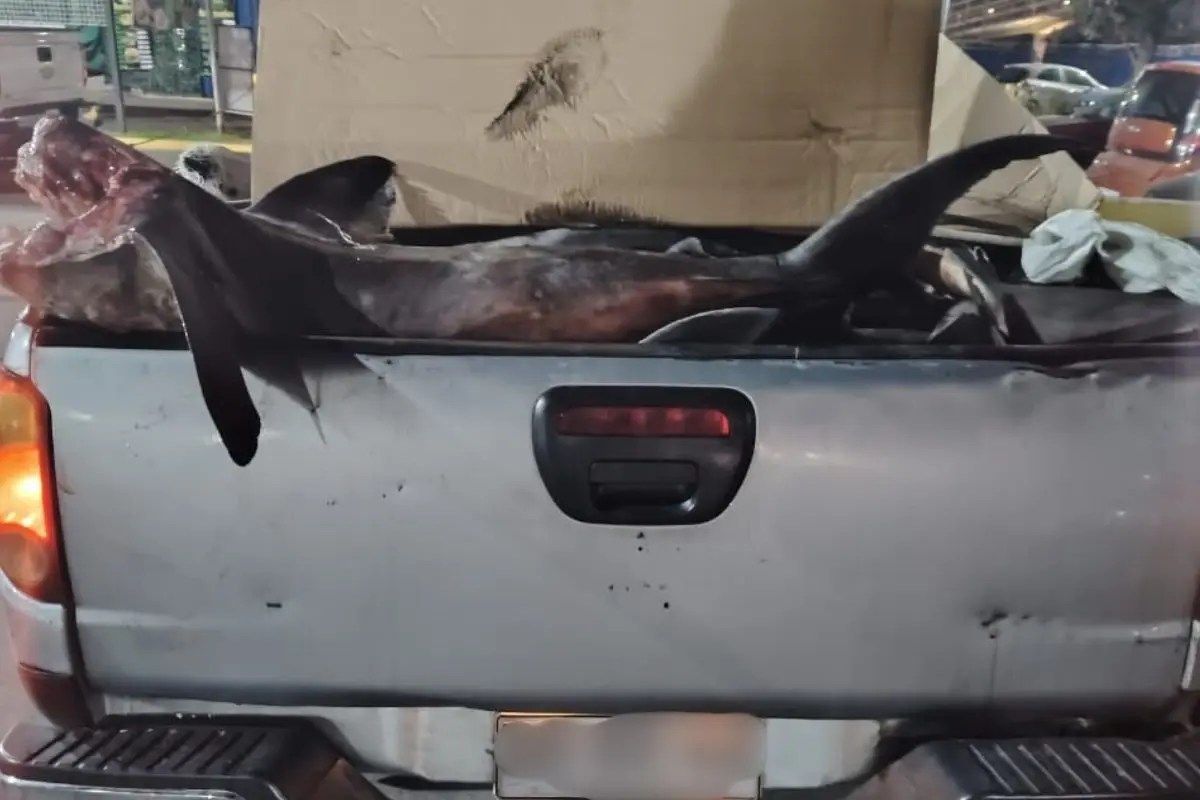 Un tiburón Mako en el terminal pesquero, red X