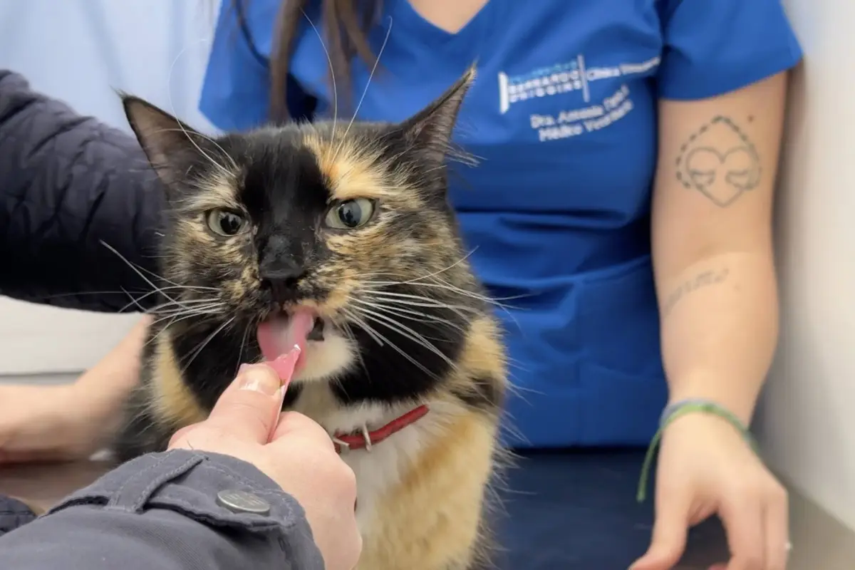 Clínica Veterinaria UBO: Salud Animal con sello y respaldo universitario, Cedida