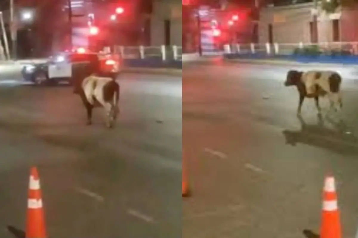 Ternero embistió a funcionario de Carabineros en San Bernardo, Captura de redes sociales