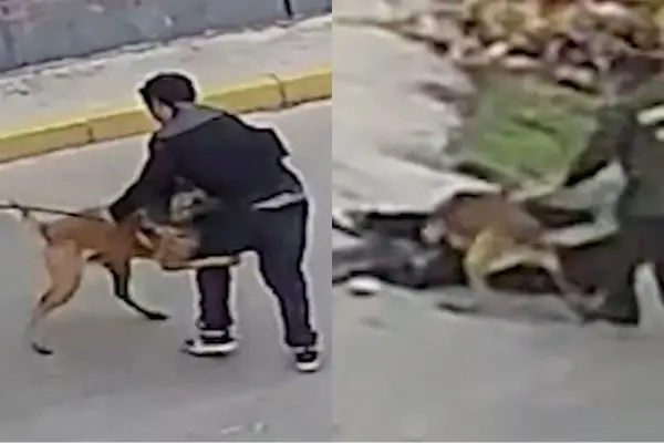 Perro policial impidió la huida del delincuente ,Captura de pantalla